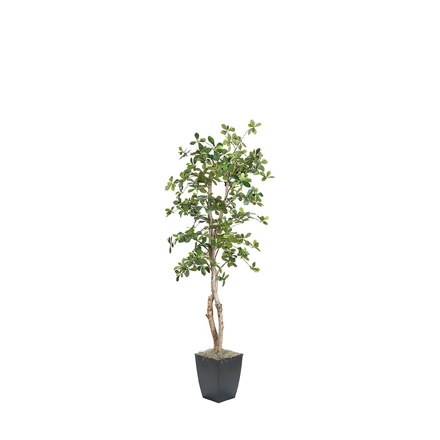 DW Silks Black Olive Tree 6′