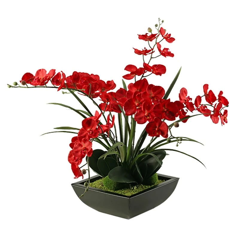 Screenshot 2026-09-29 152415 Red Phal Orchids in Navis Planter - Image 1
