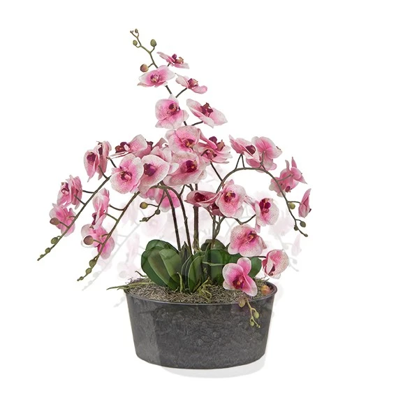 Screenshot 2026-09-29 155634 Pink Phal Orchids in Round Planter - Image 1